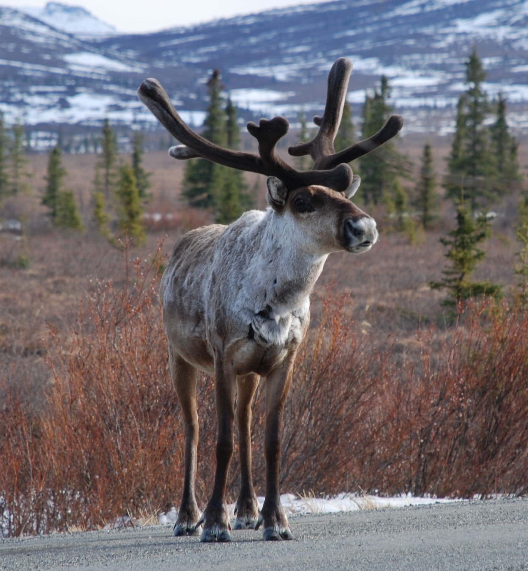caribou on road at end of lodge driveway alaska earthsong lodge