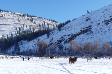 cattle property for sale Washington Chewack River Ranch
