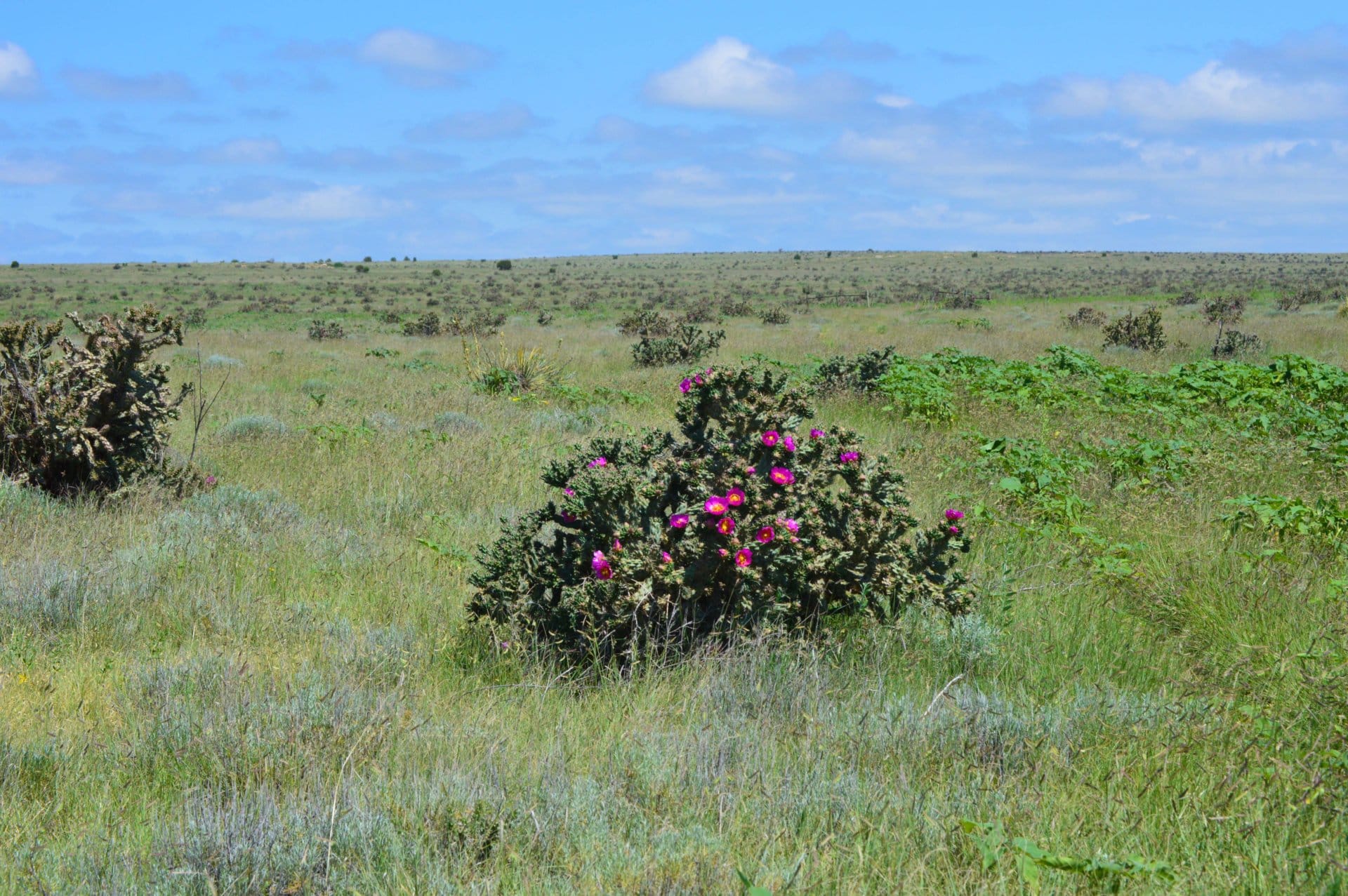 cholla blooms grassy meadows colorado saddoris ranch east