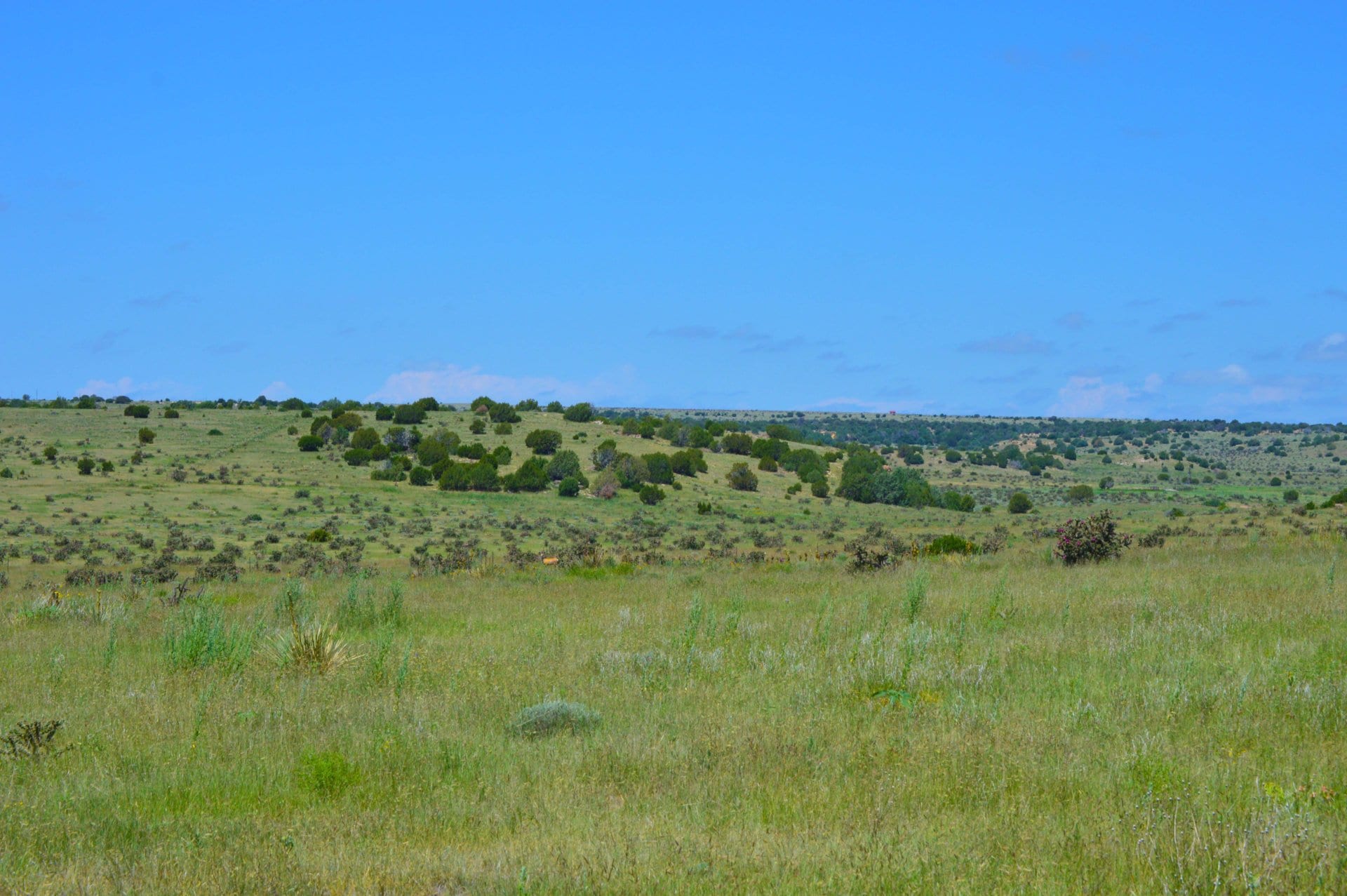 comanche grasslands view west colorado saddoris ranch east