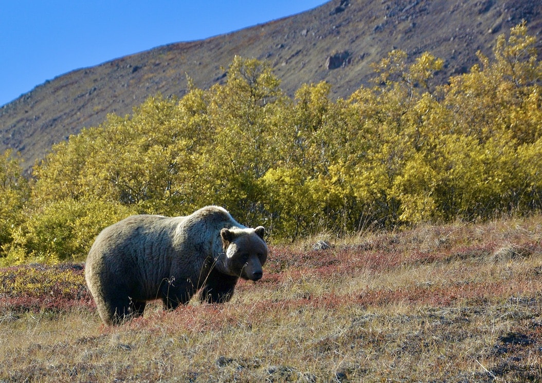 denali grizzly on stony flats alaska earthsong lodge