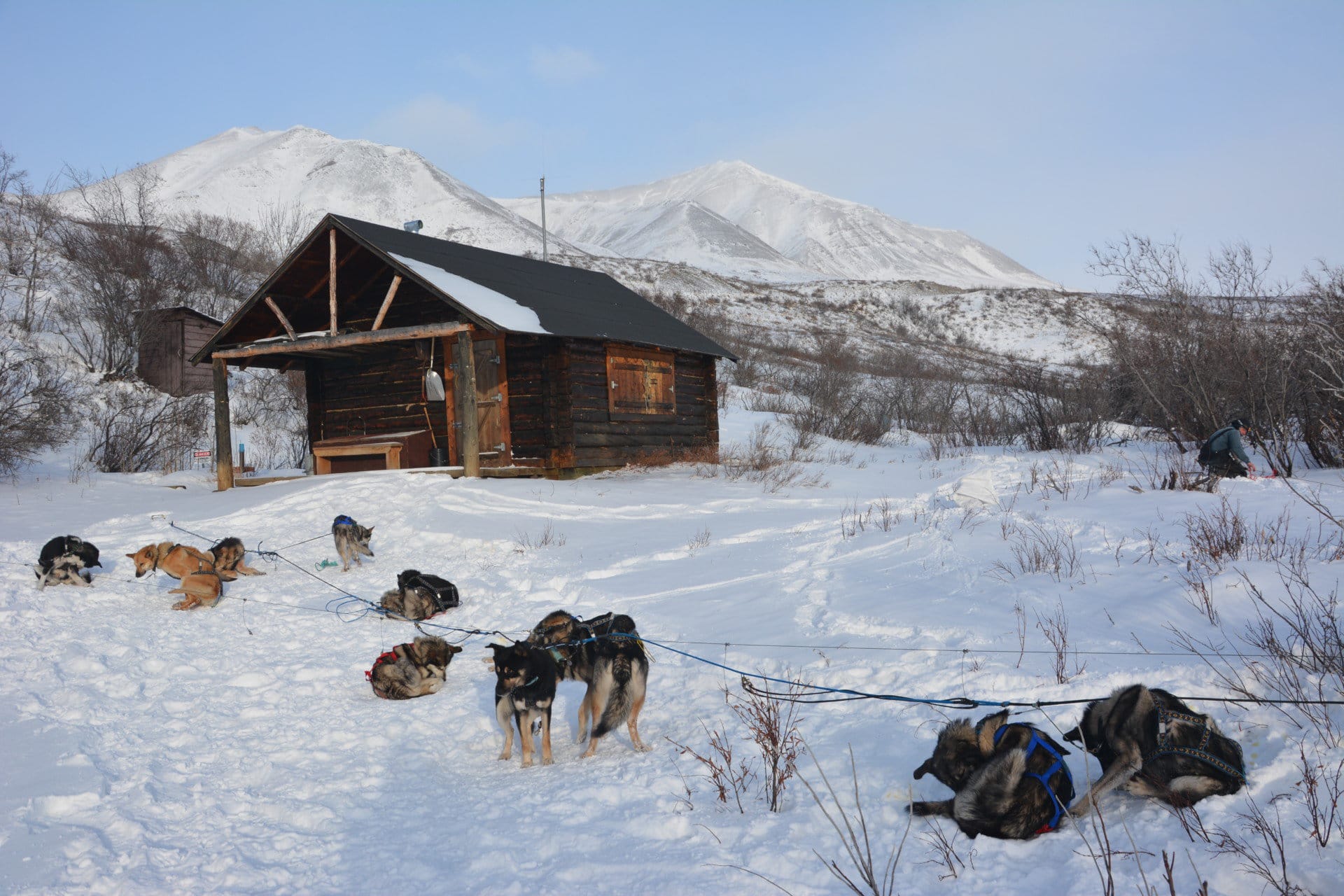 dog team staked out at upper east fork cabin alaska earthsong lodge