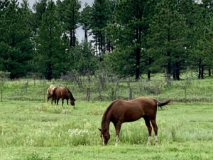 equestrian property for sale new mexico rancho san ignacio