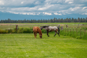 horses and mountains oregon green grass farm