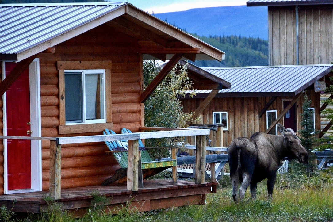 moose in front of cabin alaska earthsong lodge.jpeg