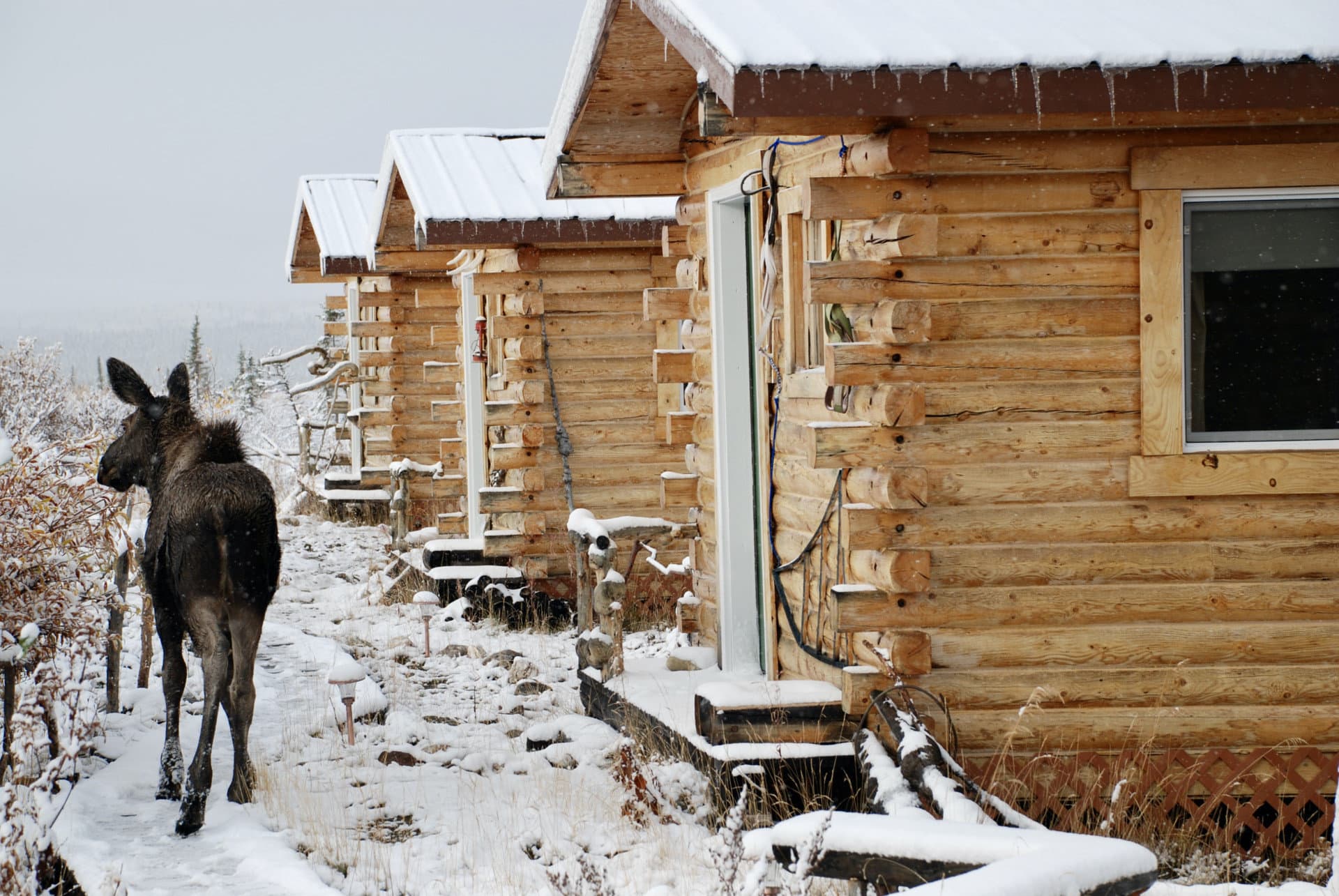 moose in front of cabins september alaska earthsong lodge.JPG