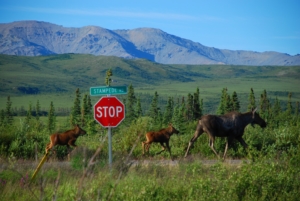 new calf moose walking alaska earthsong lodge