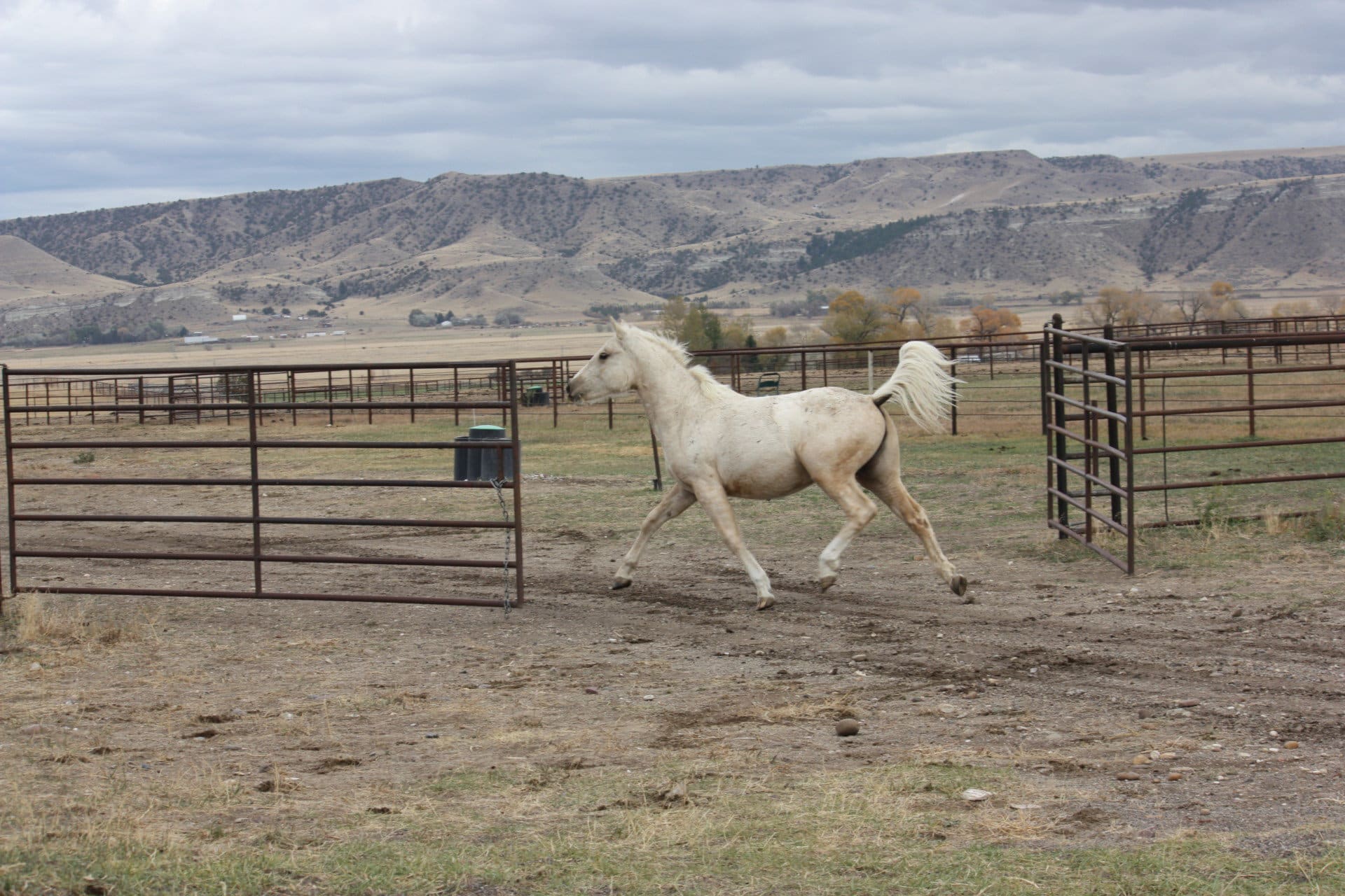 running horse montana buffalo jump equestrian estate