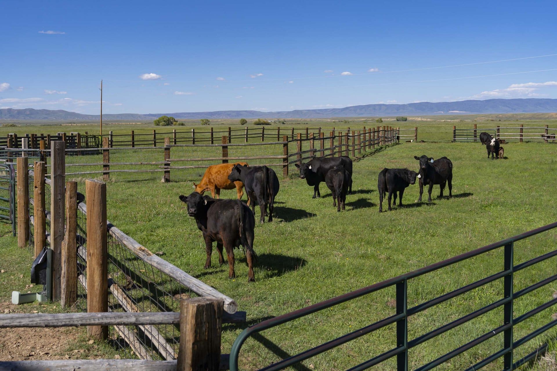 cows colorado north fork river ranch
