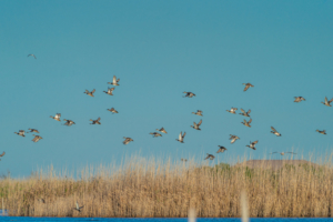 ducks louisiana commissary point