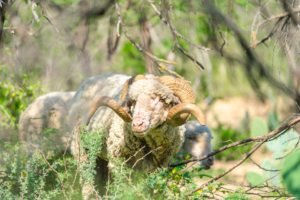 horn sheep texas evans creek ranch