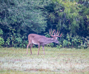 big game hunting property for sale texas broad oaks ranch