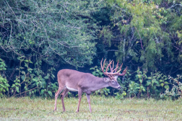 big game hunting property for sale texas broad oaks ranch