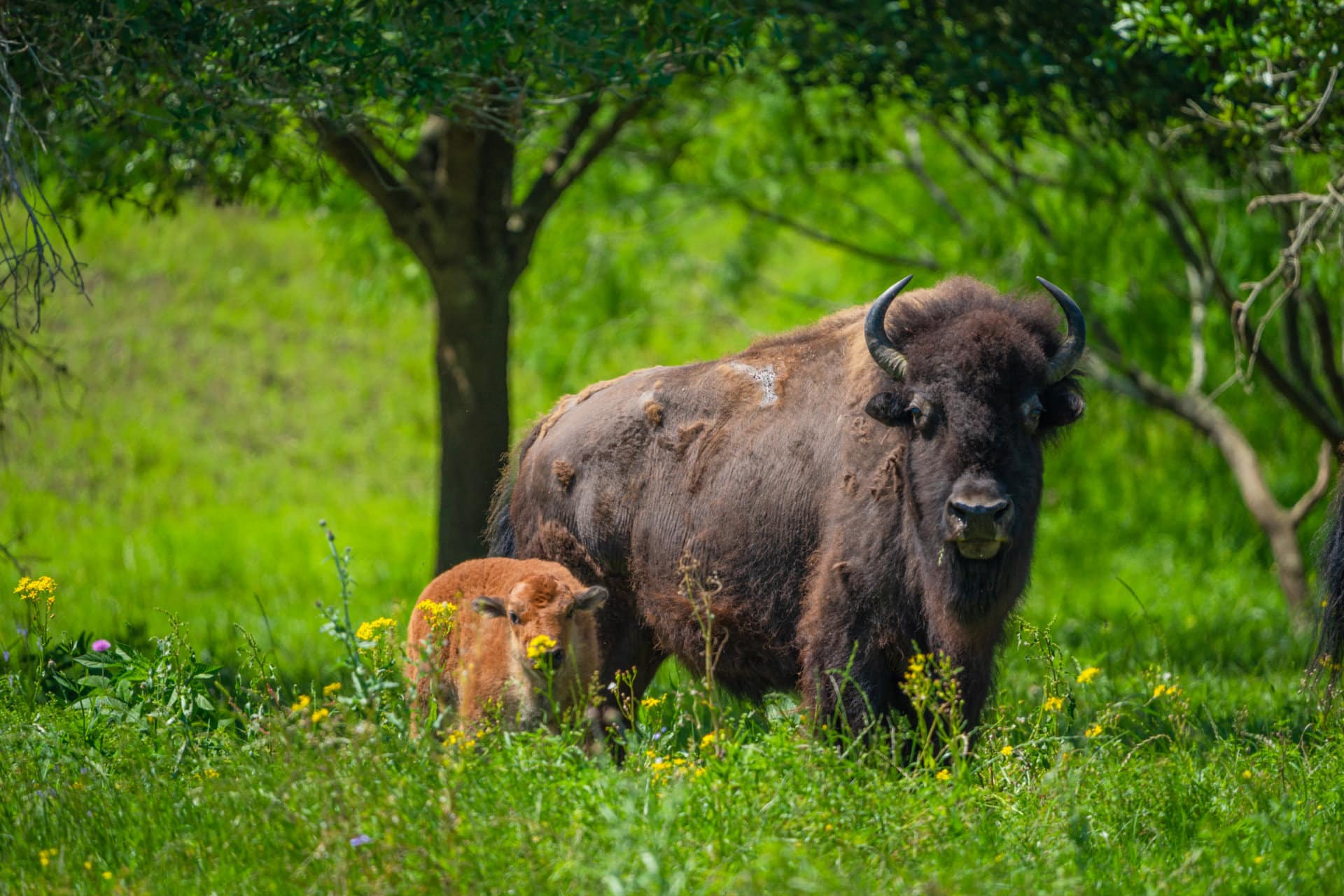 buffalo texas broad oaks ranch