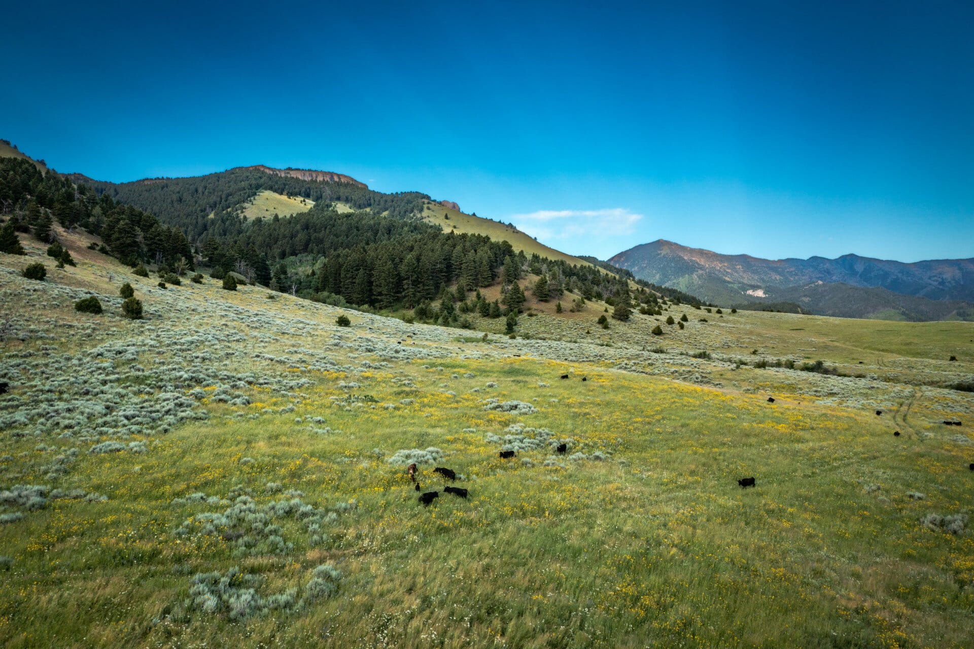cows sage field montana bridger foothills