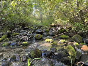 creek flow montana aspen ridge