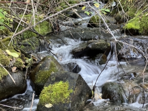 creek flowing montana aspen ridge