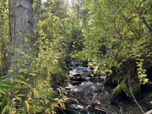 creek greenery montana aspen ridge