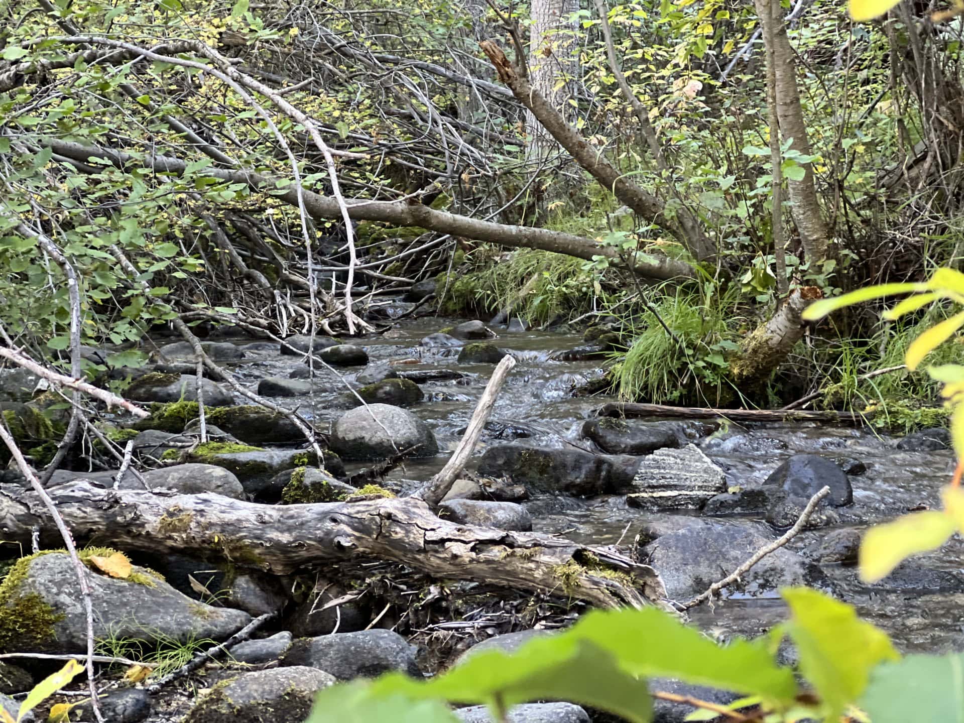 creek montana aspen ridge