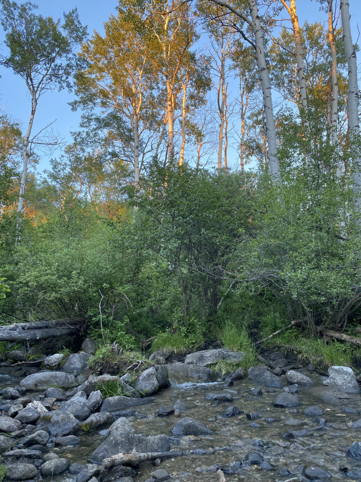 creek montana bridger foothills