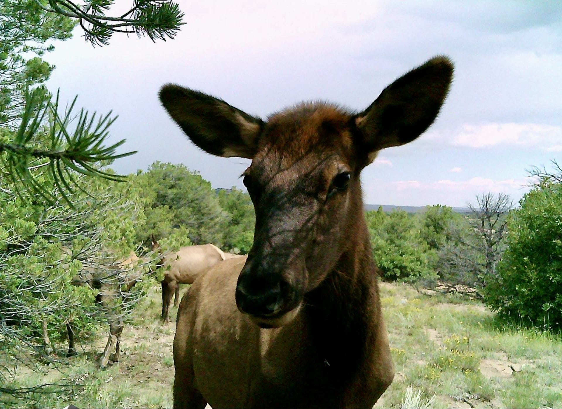 friendly elk colorado imn heaven ranch