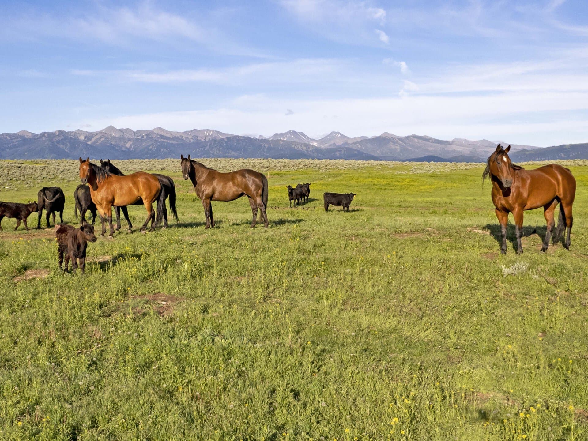 horses on pasture montana elk creek ranch