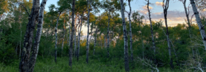 montana land for sale aspen ridge