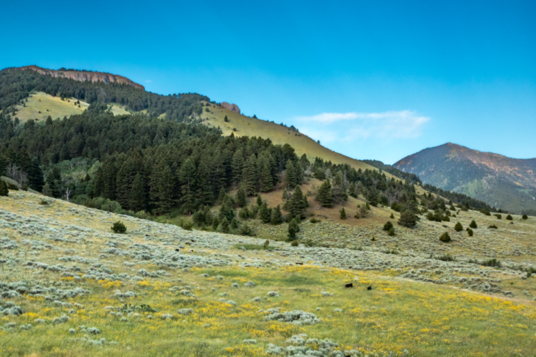 Montana Ranch Land Properties For Sale Fay Ranches