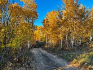 road fall montana bridger foothills