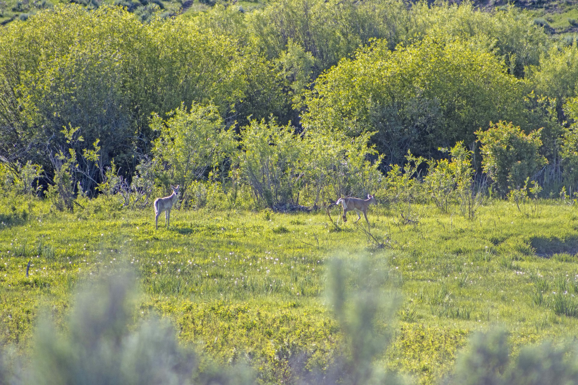 varied wildlife montana elk creek ranch