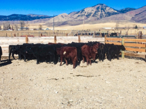 corrals idaho diamond heart ranch