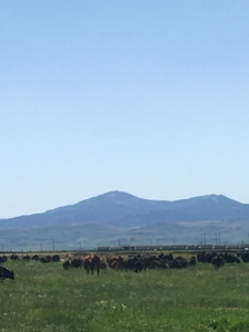 grazing cows idaho diamond heart ranch