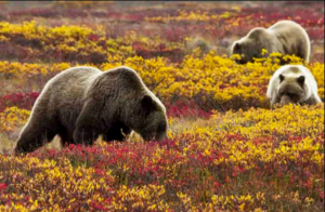 Bear alaska woodchopper gold claim - photo by NPS Jacob Frank
