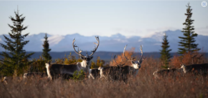 Caribou alaska woodchopper gold claim - photo NPS Matt Cameron