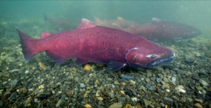 Chinook salmon alaska woodchopper gold claim