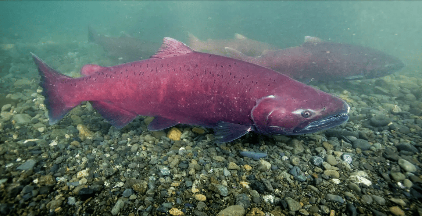 Chinook salmon alaska woodchopper gold claim