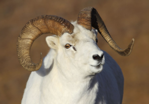 Dall sheep alaska woodchopper gold claim - photo by NPS