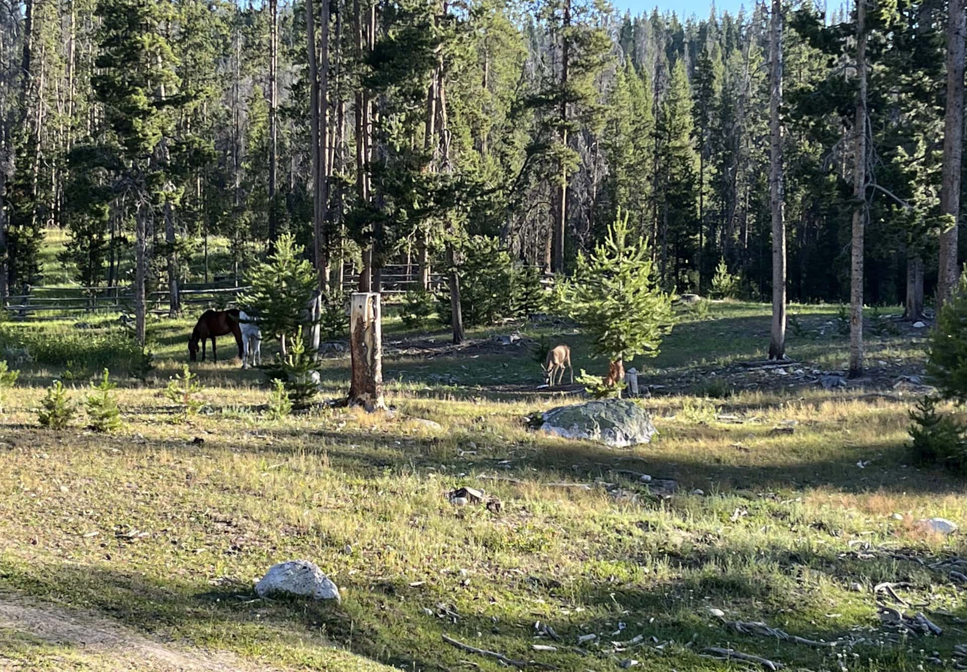 Horses and Deer Montana Sundance Ranch on La Marche Creek