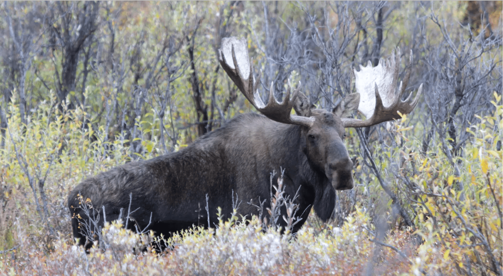 Moose alaska woodchopper gold claim - photo by NPS Dylan Schertz