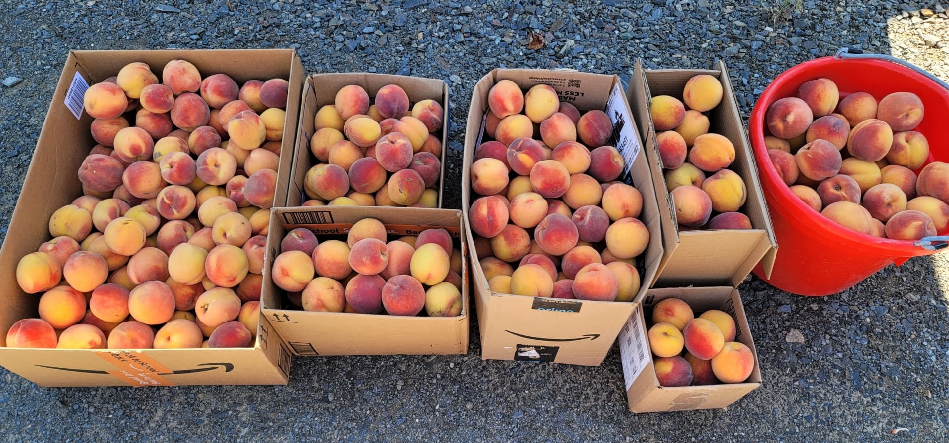 Peach Harvest Washington Lake Roosevelt Retreat