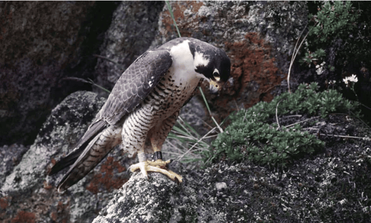 Peregrine falcon alaska woodchopper gold claim - photo by NPS