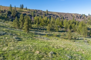Timber Washington Entiat Mesa Ranch