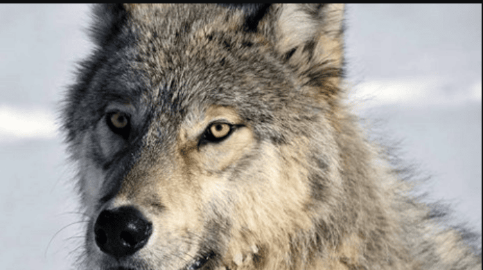 Wolf alaska woodchopper gold claim - photo by NPS