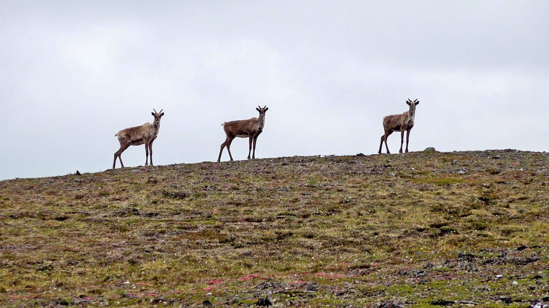 curious caribou alaska mcwilliams gold claim