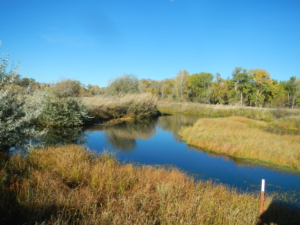 green ash cottonwood slough montana madison bend ranch