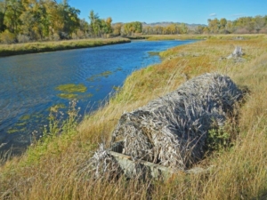 hunting blind montana madison bend ranch