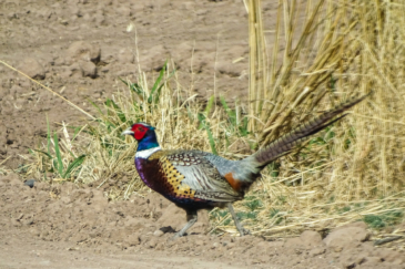 hunting land for sale new mexico mountain view farm