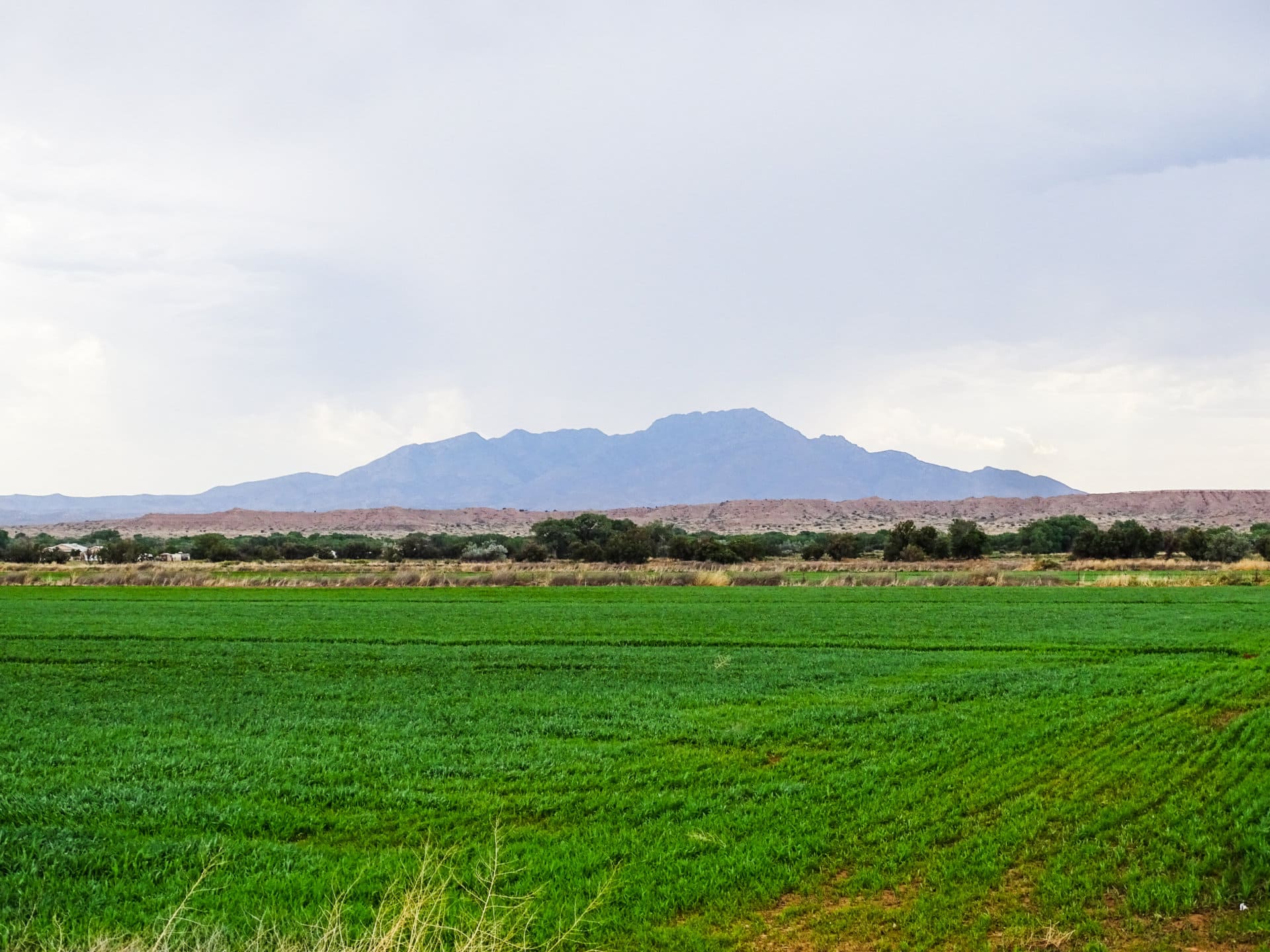 irrigated productive field new mexico mountain view farm