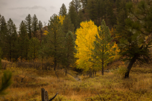 ponderosa cottonwood montana four creeks sporting ranch