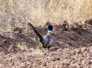 ring-neck pheasant new mexico mountain view farm